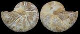 Cut & Polished, Agatized Ammonite Fossil - Jurassic #53787-1